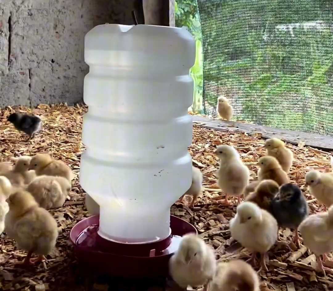 Camacã: Prefeitura distribui cerca de 1.300 pintainhos para produtores do Programa Criação de Galinha Caipira